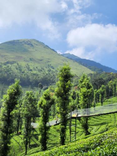 vythiri tea valley