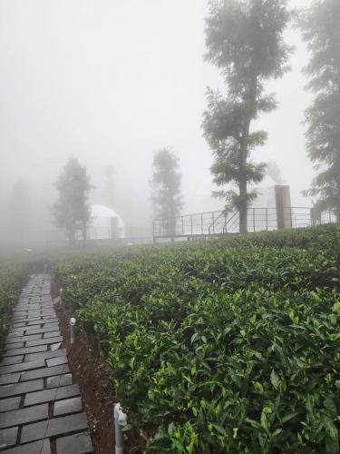 vythiri tea valley