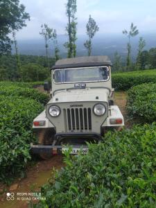 vythiri tea valley