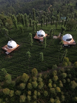 vythiri tea valley