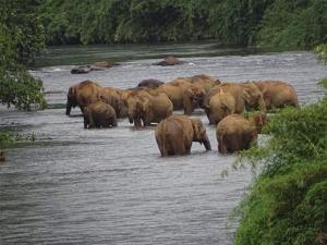 crystal riverview homestay