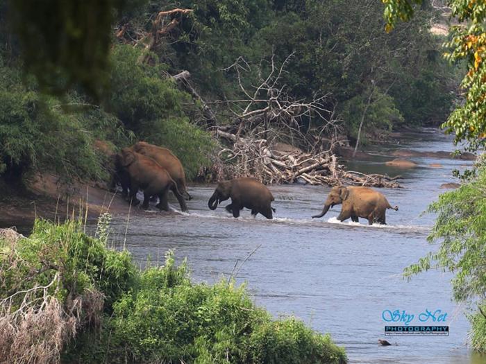 crystal riverview homestay