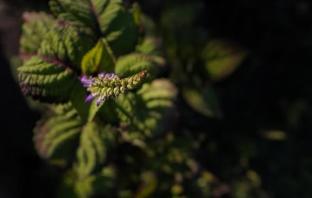 the soul marayoor mudhouse munnar