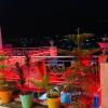solan