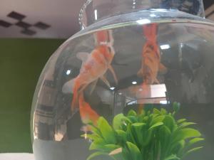 new gayatri palace near prem mandir