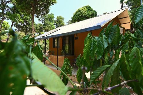 kurchi