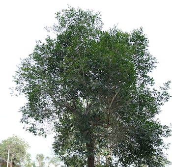 bluehill lotus holistic wellness village