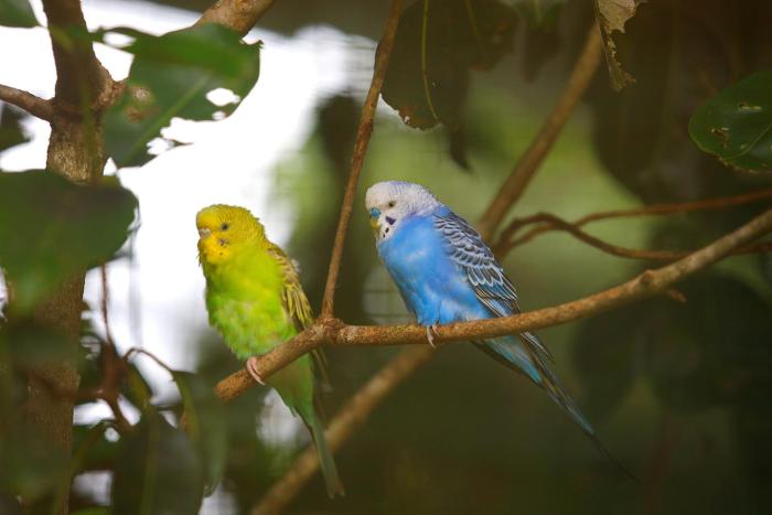 sandal mist resort and spa