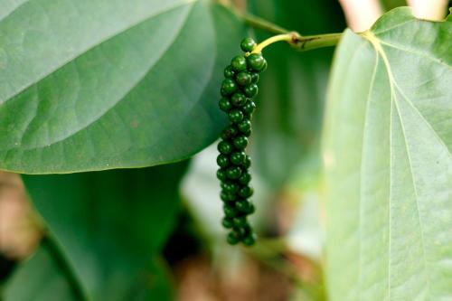 sandal mist resort and spa