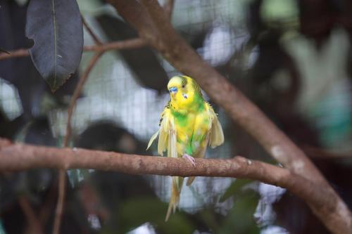 sandal mist resort and spa