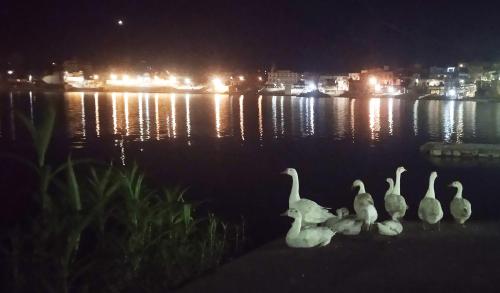 jungle by sturmfrei pushkar