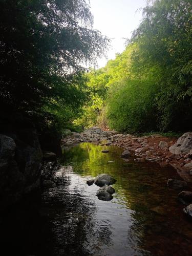 jungle by sturmfrei pushkar