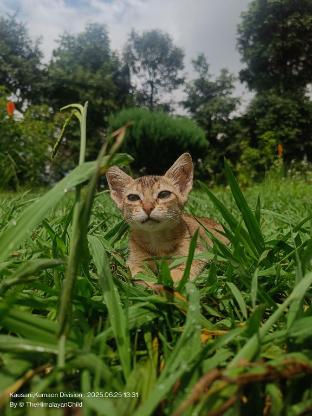 thc ecostays kausani