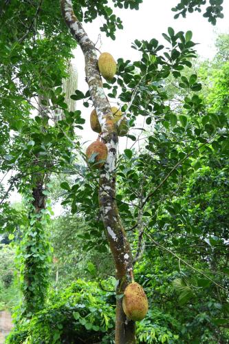 bay view suites vythiri