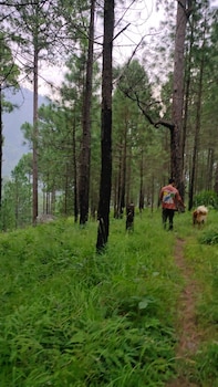 maulyar forest resort