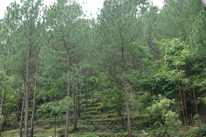 maulyar forest resort