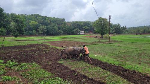 aranya home stay malvan