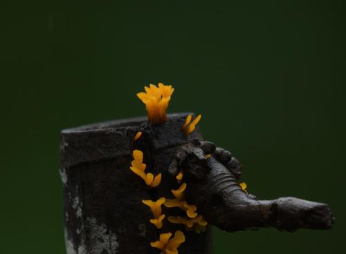 aranya home stay malvan