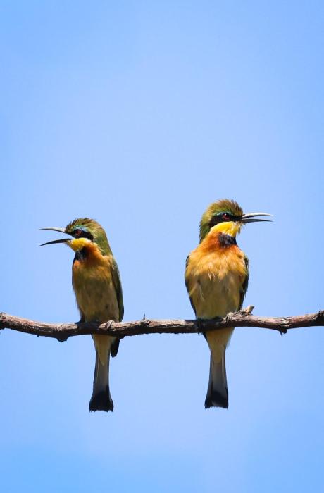chobe house villa and chalets