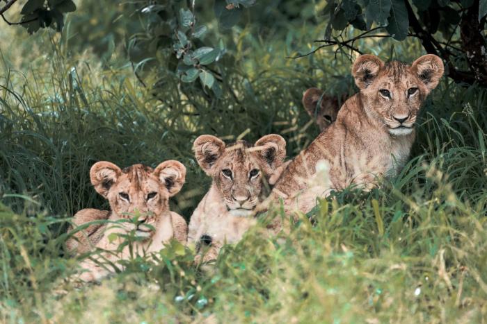 chobe house villa and chalets