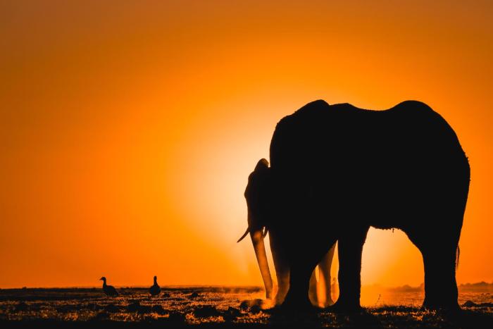 chobe house villa and chalets
