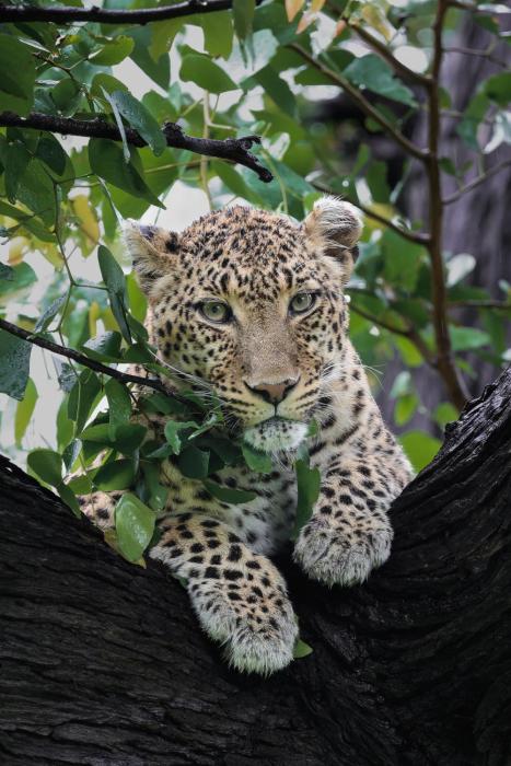 chobe house villa and chalets