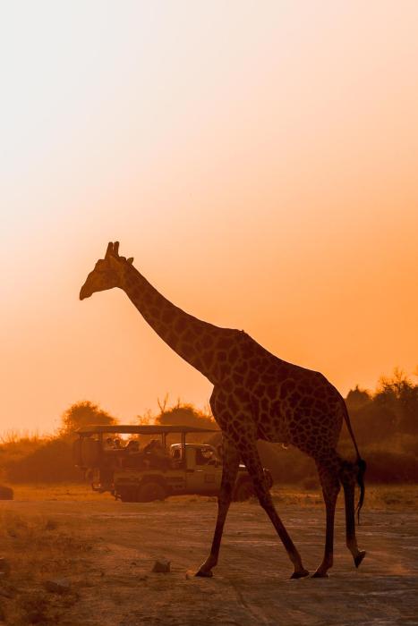 chobe house villa and chalets