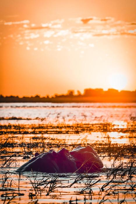 chobe house villa and chalets