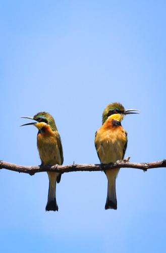 chobe house villa and chalets