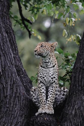chobe house villa and chalets