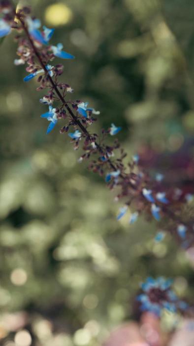 kaffeevalley home stay