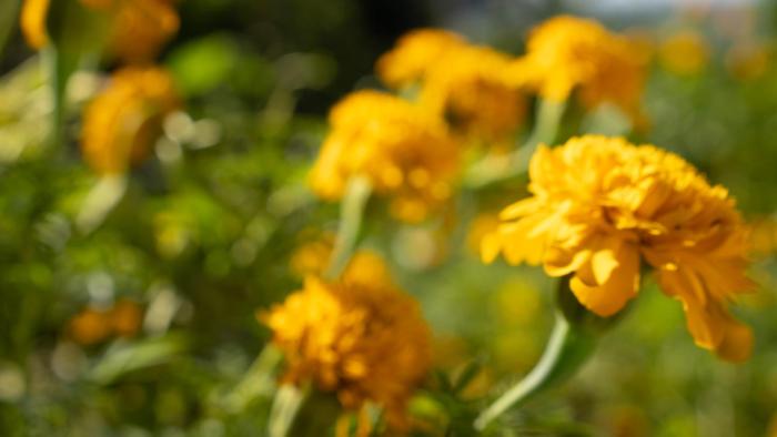 kaffeevalley home stay