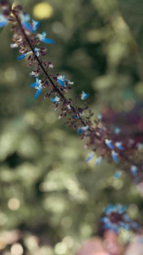 kaffeevalley home stay