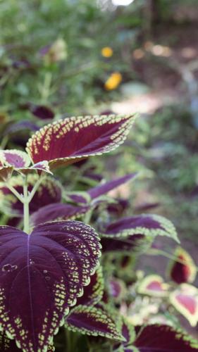 kaffeevalley home stay