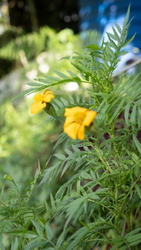 kaffeevalley home stay