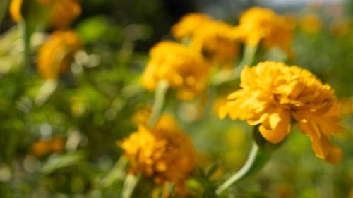 kaffeevalley home stay