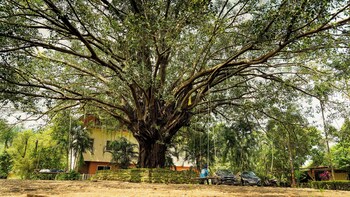 whispering peepul resort