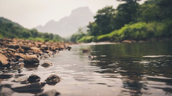 whispering peepul resort