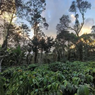 navut homestay coorg