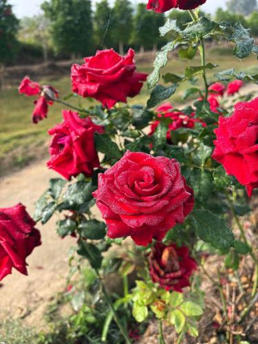 paradise resort and cafe