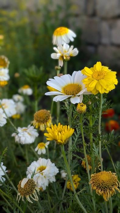 hunder tamarix resort