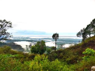 jaitak resort by pine