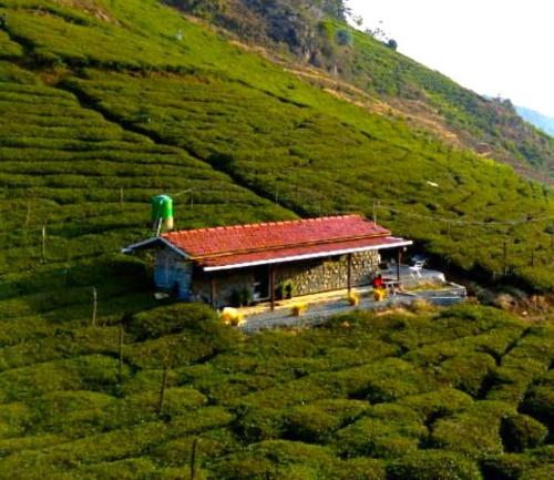 wild and free farm stay