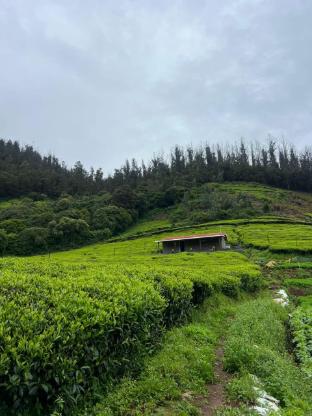 wild and free farm stay