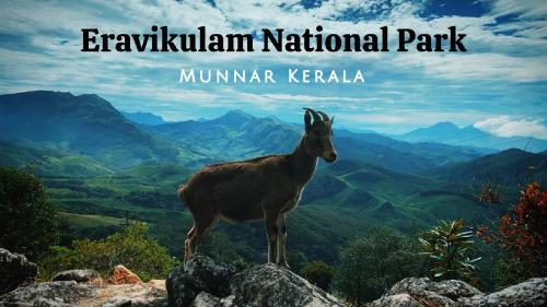 hillsidecreek homestay