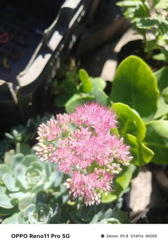 Rishop Mountain Homestay,,4 star