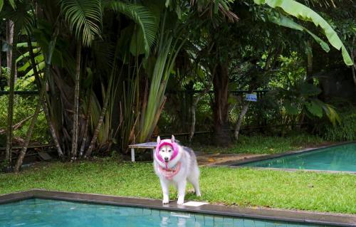 kokotel khao lak isara casa