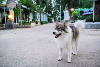kenikar raintree residence hotel