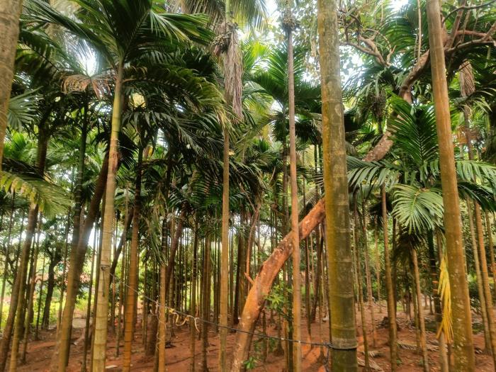 shantadurga beachside homestay