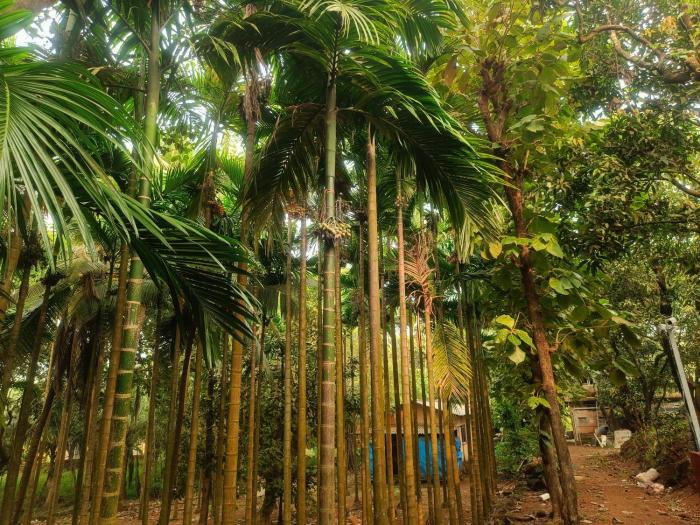 shantadurga beachside homestay